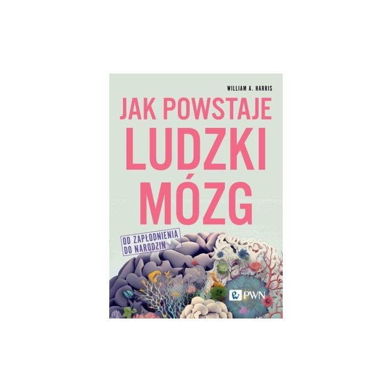 JAK POWSTAJE LUDZKI MÓZG. OD ZAPŁODNIENIA DO NARODZIN