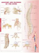 ANATOMY AND INJURIES OF THE SPINE ANATOMICAL CHART